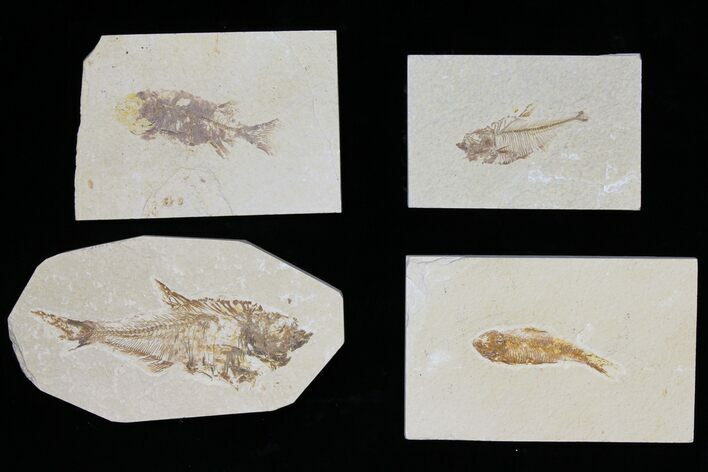 Lot: Green River Fossil Fish - Pieces #119738